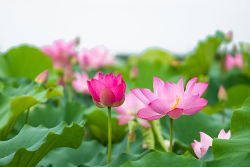 想解暑？莲是夏日宝
