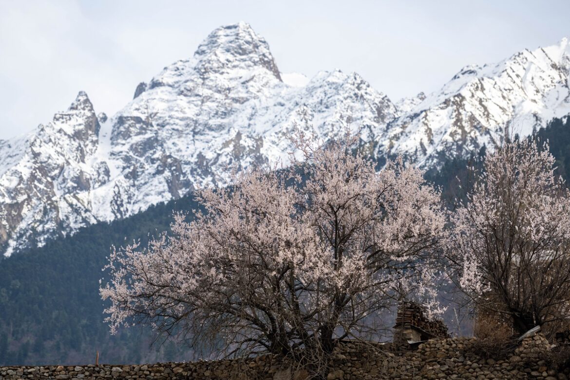 那曲桃花开，雪山相映景如画
